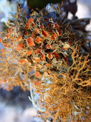 Teloschistes chrysophthalmus