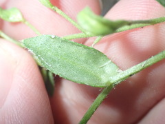 Draba petrophila