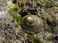 Patellogastropoda