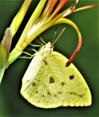 Catopsilia florella