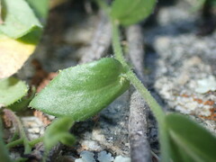 Draba petrophila