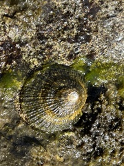 Patellogastropoda
