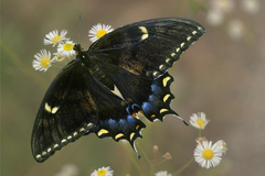 Papilio glaucus