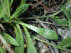 Draba petrophila