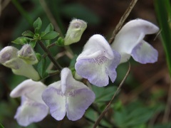 Scutellaria arenicola