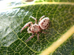 Metaphidippus manni