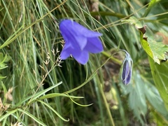 Campanula scheuchzeri