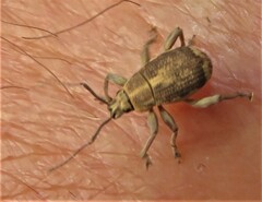 Sciobius