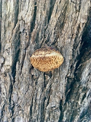 Hexagonia vesparia