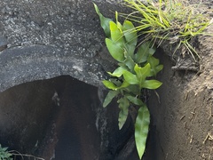 Microsorum scolopendria