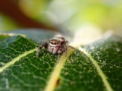 Metaphidippus manni