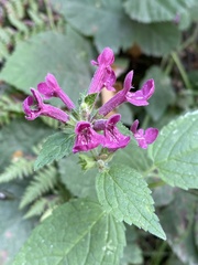 Stachys chamissonis cooleyae
