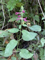 Stachys chamissonis cooleyae