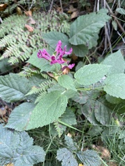 Stachys chamissonis cooleyae