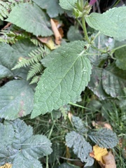 Stachys chamissonis cooleyae