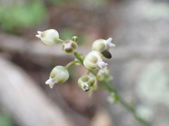 Pennellia