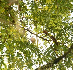 Tamarindus indica