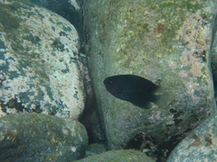 Pomacentrus melanochir