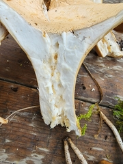 Infundibulicybe geotropa