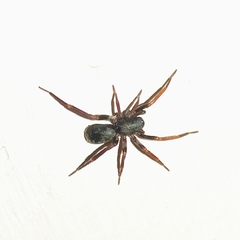 Corinnidae
