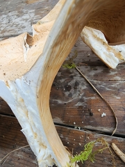 Infundibulicybe geotropa
