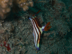 Nembrotha