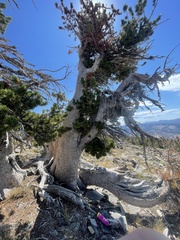 Pinus contorta