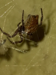 Cyrtophora citricola