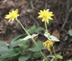 Arnica latifolia