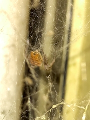 Cyrtophora citricola