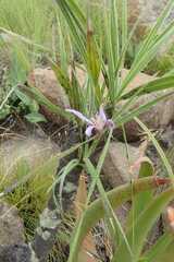 Xerophyta retinervis