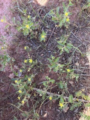 Tribulus terrestris