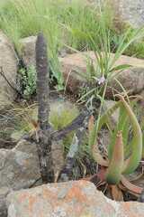 Xerophyta retinervis