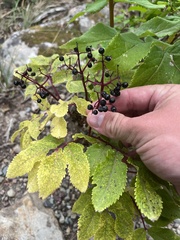 Sambucus racemosa melanocarpa