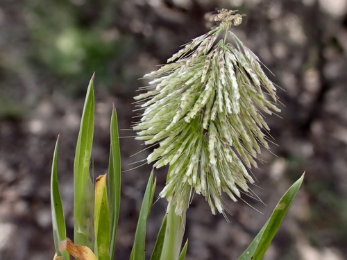 Lamarckia aurea iNat (2)