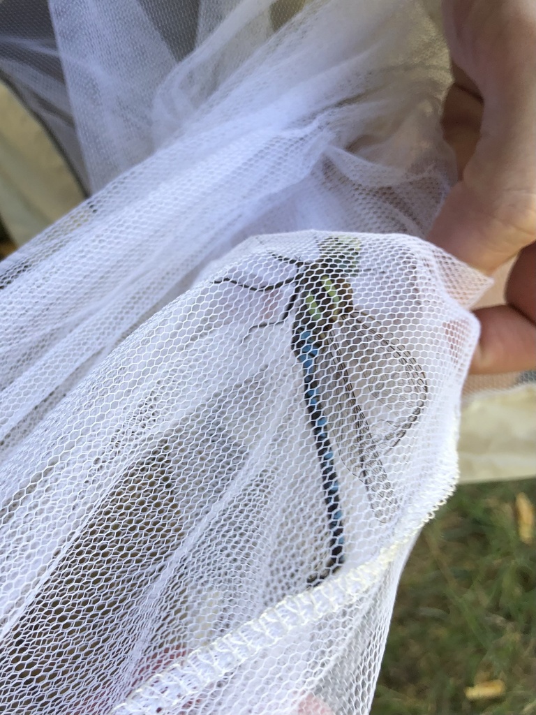 Persephone's Darner