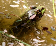 Lithobates chiricahuensis