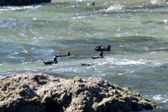 Histrionicus histrionicus