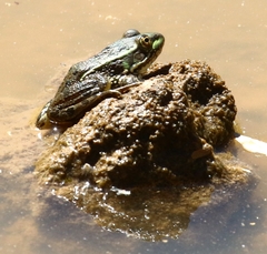 Lithobates chiricahuensis