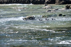 Histrionicus histrionicus