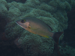 Lutjanus fulvus