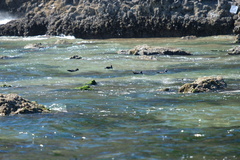 Histrionicus histrionicus