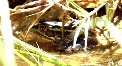 Lithobates chiricahuensis