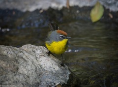 Myioborus brunniceps