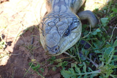 Tiliqua scincoides