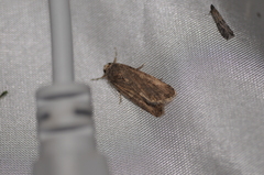 Spodoptera exigua