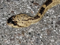 Crotalus molossus molossus