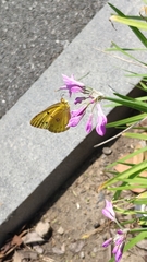 Colias poliographus