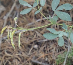 Thermopsis divaricarpa