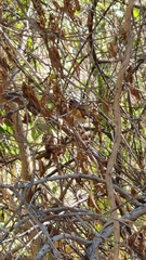 Symposiachrus trivirgatus